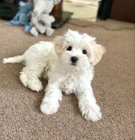 maltese cuccioli