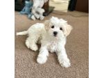 maltese cuccioli