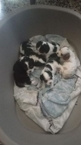 CUCCIOLI DI CAVALIER KING DA PRIVATO - Foto 2