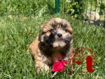Barboncino Maltipoo Lhasa Apso – Tre Quarti di Luna