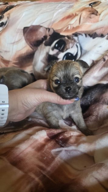 Chihuahua cuccioli toy - Foto 3