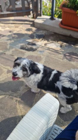 PET SITTER - parti sereno e tranquillo - Foto 4