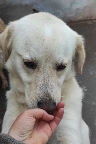 Cagnolina da adottare - Foto 9