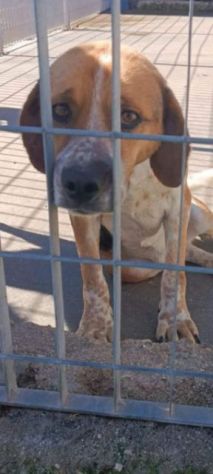 BENNY CAGNOLINO IN ADOZIONE - Foto 3
