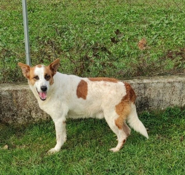 FRISBEE, cane in adozione. - Foto 8