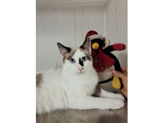Bimbo gattino