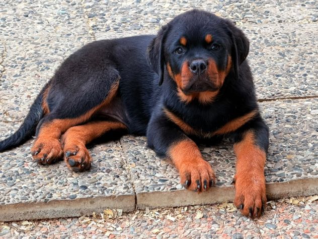 Cuccioli Rottweiler pedigree Enci pagamenti agevolati - Foto 7