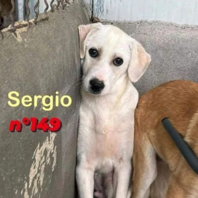CUCCIOLI IN ADOZIONE - Foto 5