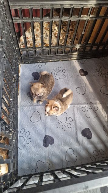 Chihuahua Maschio pelo lungo - Foto 3