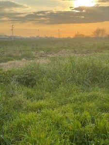 affittasi terreno a Cerveteri