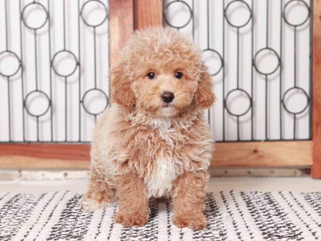 barboncini cuccioli toy