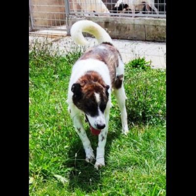 DOC LA DOLCEZZA, cane in adozione - Foto 4