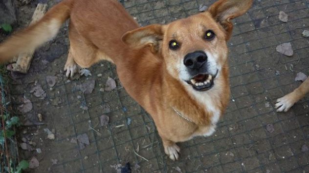 TABASCO, tenero cagnolino senior - Foto 3