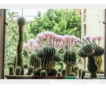Cactus Equinopsis multifiori continui profumati ! - Foto 4