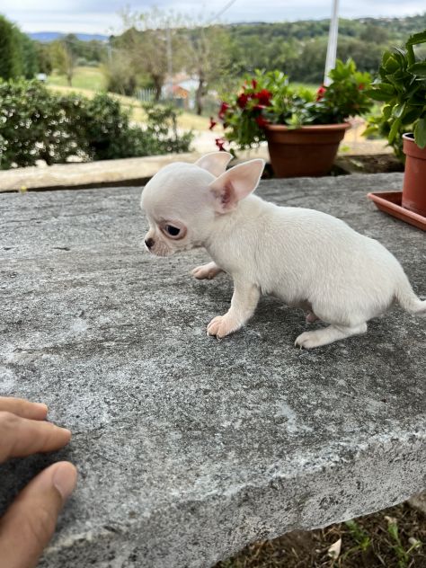 Cuccioli di Chihuahua - Foto 6