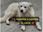 LINDA 1 ANNO SIMIL VOLPINA