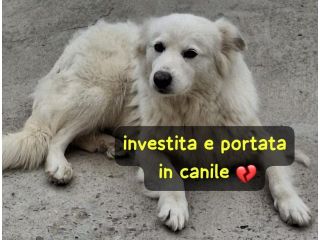 LINDA 1 ANNO SIMIL VOLPINA