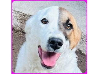 MASCHERINA giovane simil jack russell tg mediopicc.