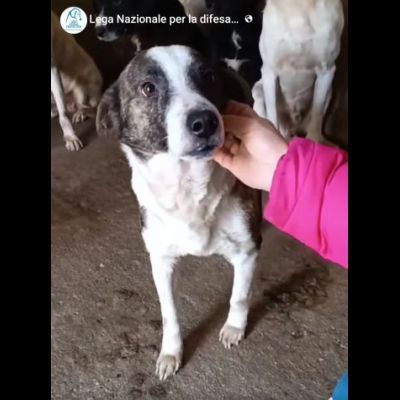 MOLLY, CERCA COCCOLE E ATTENZIONI, CAGNOLINA IN ADOZIONE, TAGLIA MEDIO PICCOLA - Foto 3