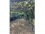 Rustico in vendita a Ameglia