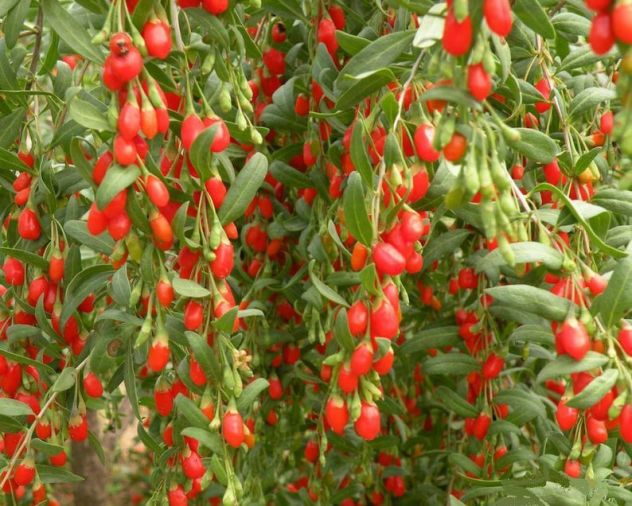 Bacche di Goji fresche biologiche – raccolta giornaliera - Foto 7