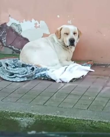 OSVALDO MIX LABRADOR CANE IN ADOZIONE - Foto 2