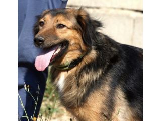 Scegli un compagno fedele per la vita,scegli di salvare un cane dalla gabbia..