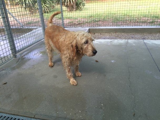 DORA, dolce segugio a pelo forte - Foto 6