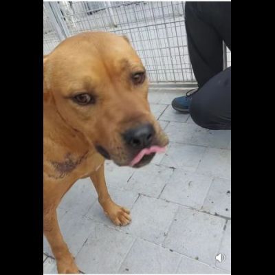 RED CERCA SALVEZZA CANE IN ADOZIONE - Foto 4