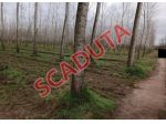Immobile in asta di 6 m² in vendita a Parona