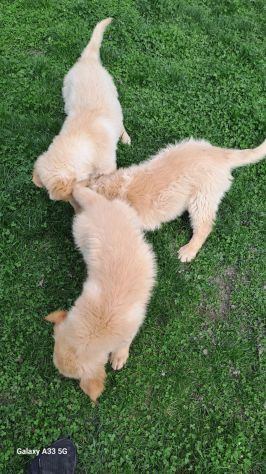 Cuccioli di Golden Retriever con pedigree ENCI - Foto 5