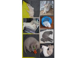 Gatti