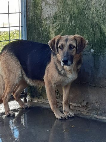 CAGNOLINA IN ADOZIONE - Foto 6