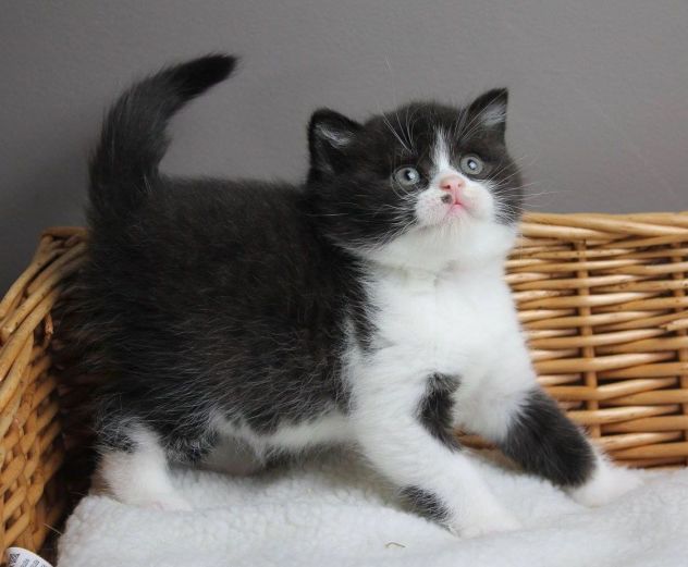 BRITISH SHORTHAIR CUCCIOLI ESOTICI - pag dilazionato - Foto 2