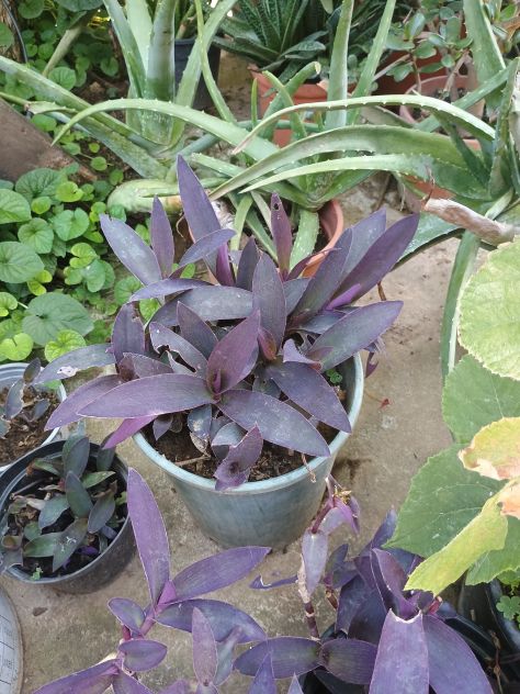 PIANTE GRASSE TANTI TIPI Aloe, Agave, Crassula, Alocasia, pianta misera.... - Foto 4