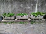 Varie fioriere