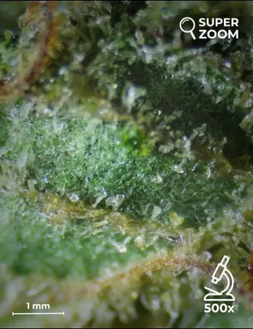 Blue Dream - Foto 4