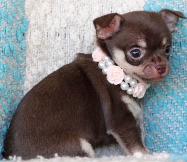 CHIHUAHUA TOY CUCCIOLI CIOCCOLATO - pag rateale