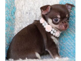 CHIHUAHUA TOY CUCCIOLI CIOCCOLATO - pag rateale