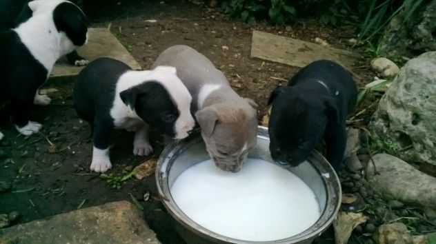 Cuccioli di Amstaff in zona Bitonto Terlizzi Molfetta Altamura Gravina - Foto 2
