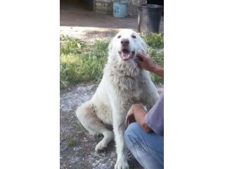 TOMMY, il gigante buono