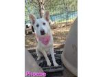 PHOEBE