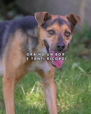 CARLO, vivace e giovane cagnolino in adozione