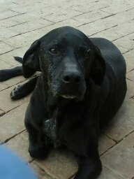 RUMBA, labrador in cerca di casa - Foto 4
