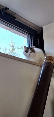 Dafne la gatta dal manto incantato - Foto 7