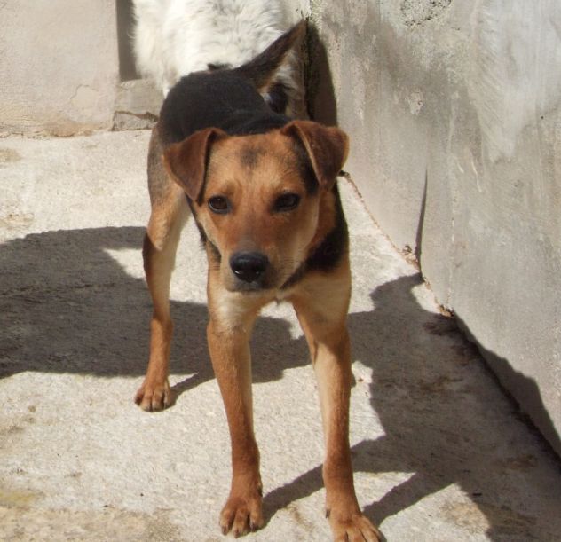 BEBE', adozione del cuore - Foto 2