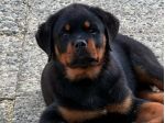 Cuccioli di Rottweiler XXL con Pedigree Enci