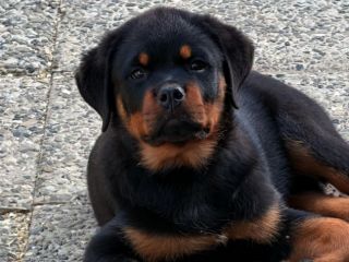 Cuccioli di Rottweiler XXL con Pedigree Enci