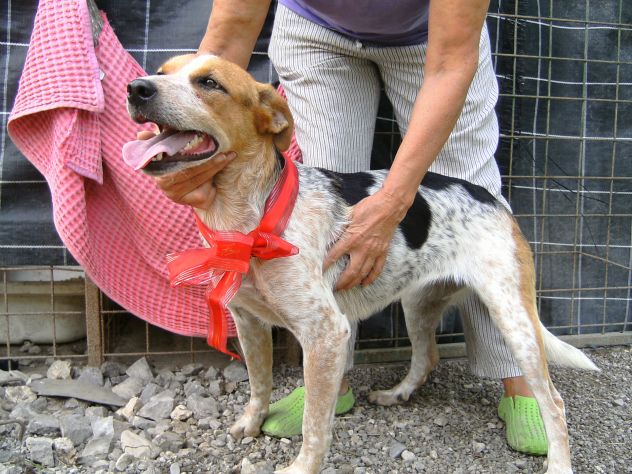 PARAGGINA, cagnolina URGENTE!! - Foto 2