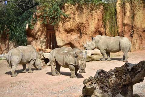 ZOO SAFARI di RAVENNA OTTO BIGLIETTI ORIGINALI: DISPONIBILI anche SINGOLARMENTE - Foto 9